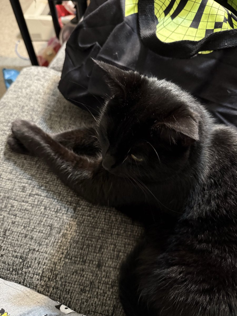 wednesday 🐈‍⬛🇵🇸🖤 tweet media