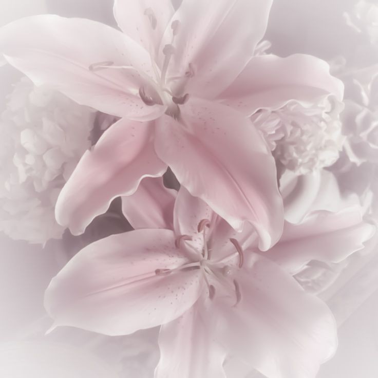 envertible's tweet image. ♡　　　lyra　　 ﹒ 
16　　no dni　　any prn　　𝛝𝛠
nkstein.straw.page
#promotwt #soulsbornetwt
#fungertwt #yumetwt