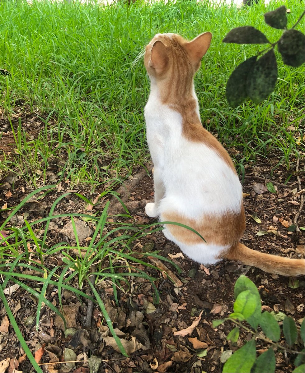 WonderfulSpace4's tweet image. Lovely day dear friends…🌼🍂☕️🐈🍁🧡🤍💚
My photo 📸 

#GoodMorningXFriends 🌼 #CoffeeTime ☕️ #CatsLover 🐈 #BeKindAlways 💛 #PeaceAndLove 🕊️