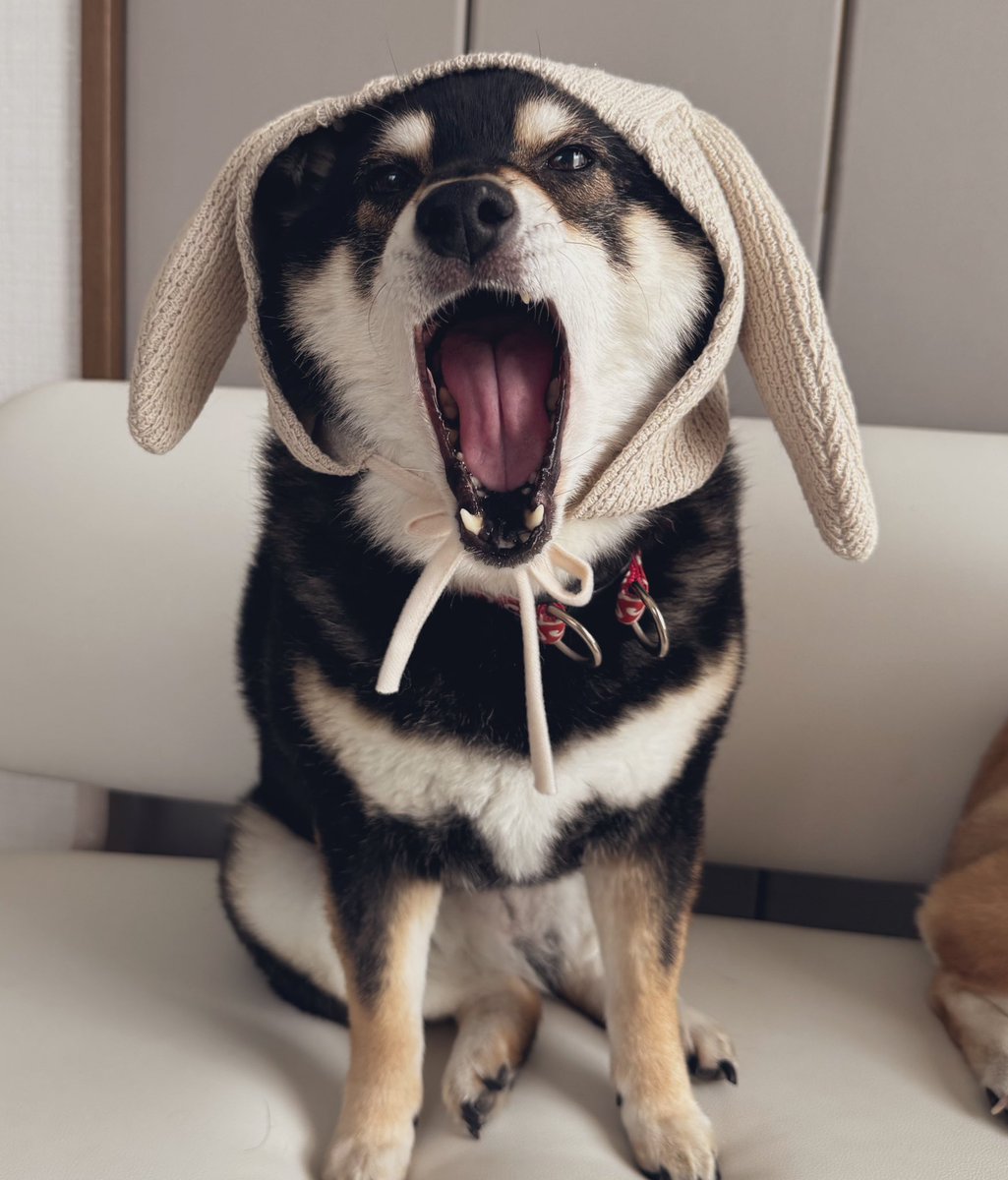 お月見🌕
うさぎのふわりちゃん🐕
#柴犬