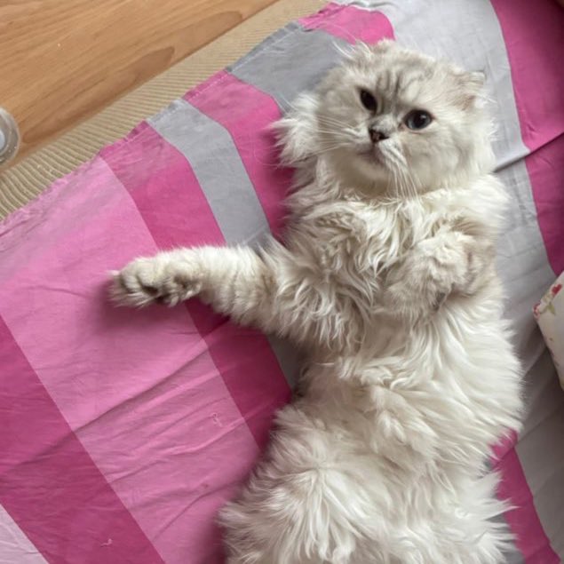 3 acil geri dönüşü hiç olmayan sahiplendirme ilanları🥹 Korunaklı yer arayan anne ve yavrular, sokağa atılmış kapkara olmuş kuzu, aylardır bahtı gülmeyen pufuduk😣