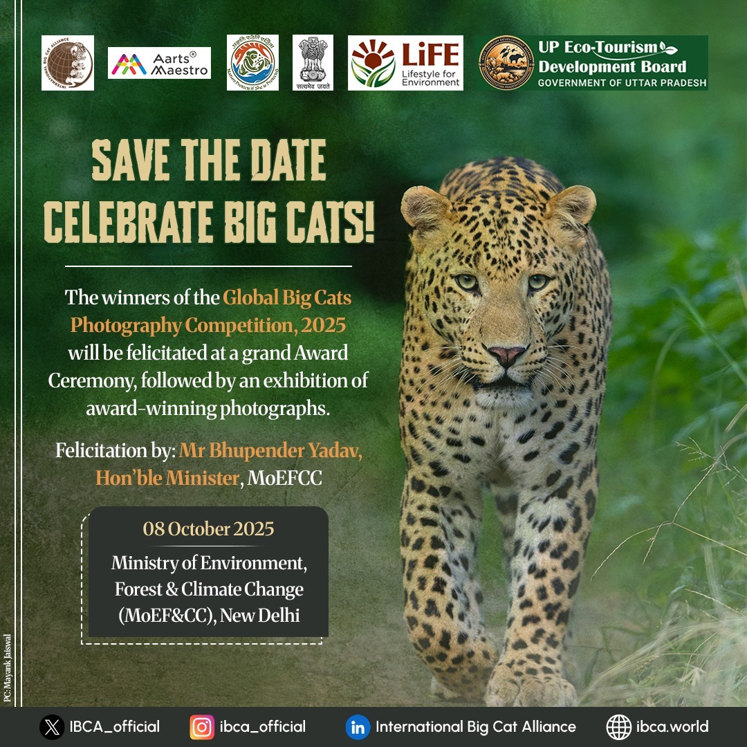 IBCA_official's tweet photo. Save the date for an extraordinary celebration of #bigcats! 

The winners of the Global Big Cats Photography Competition 2025 organised by IBCA in collaboration with @moefcc @AartsMaestro and @EcoTourismUP will be felicitated at an award ceremony, followed by an exhibition showcasing the most captivating photographs of these majestic creatures. 

Join us to experience the beauty, power, and spirit of big cats through the lens of talented photographers.

Felicitation by: Mr @byadavbjp, Hon'ble Minister, MoEFCC

🗓️8 October 2025
📍MoEFCC, New Delhi