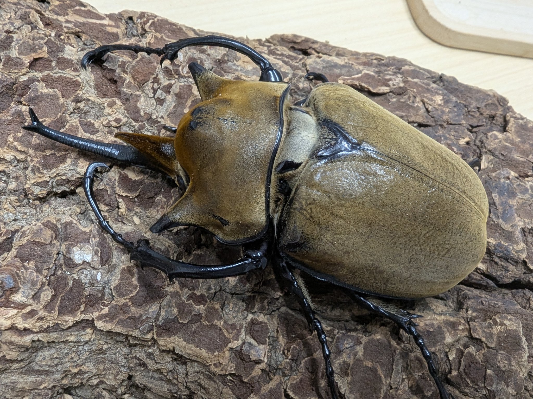 ビートルshopななつぼし (@b_shop_7star) / X