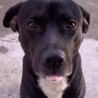 dogjorge1's tweet photo. #NuevaFotoDePerfil https://t.co/FNY9rkPBdL
