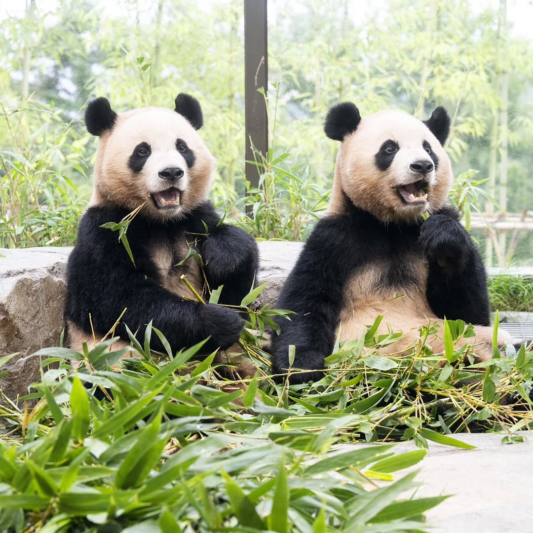 lebao0728's tweet photo. @/zootopiaryu 인스타

2025 10 07 합창

루이는 핸드 마이크 손에 잡고 
후이는 인이어 마이크 입에 물고 
노래를 합니다.

'리듬감 좋고~'

'근데...
왜 이렇게 박자가 안 맞지?
'입이 딱딱 맞지를 않아!'

'합창 할 때는 입이 딱딱 맞아야지~!'
'그래, 그렇지~ 좋아좋아~~'^^ https://t.co/llNDEmEDzc