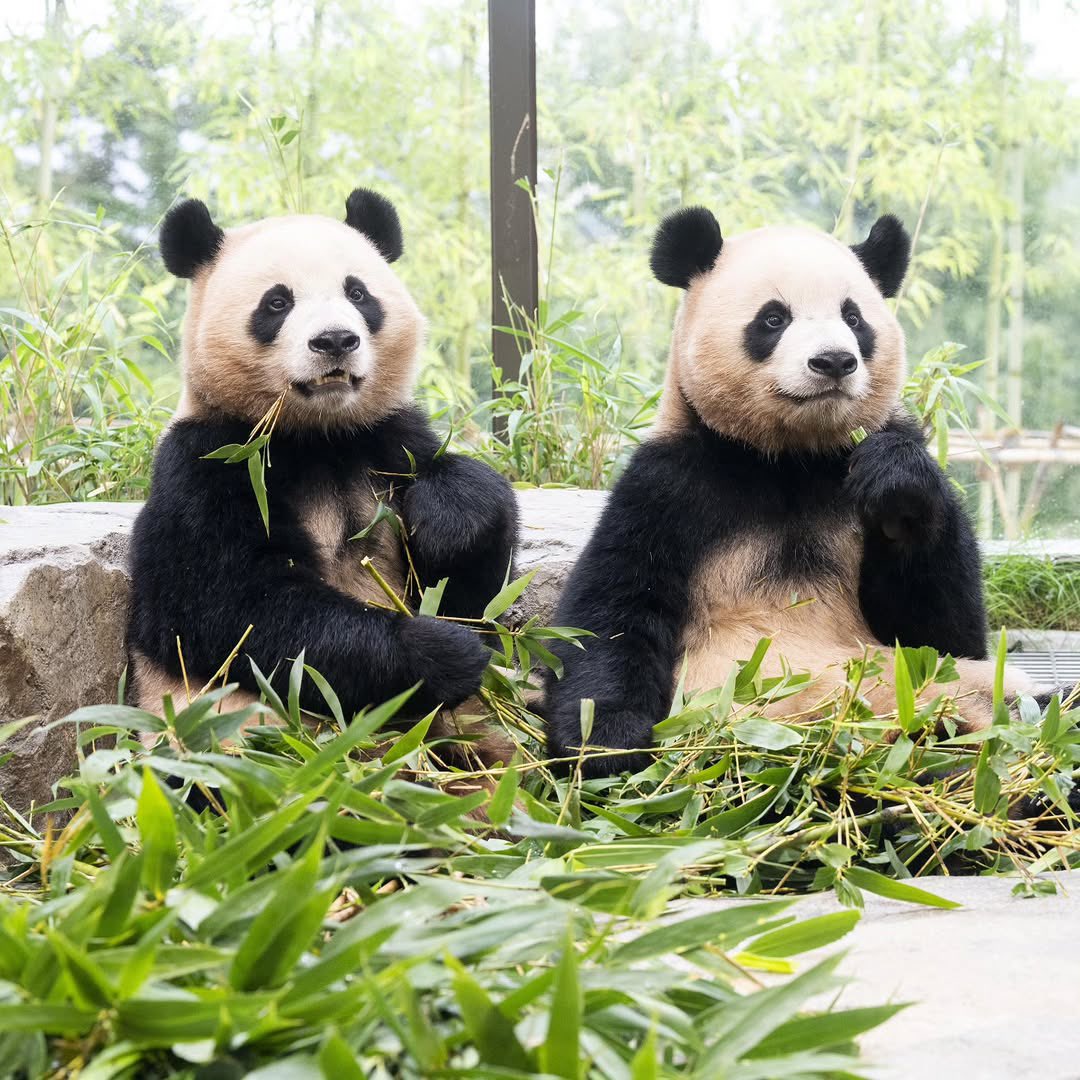 lebao0728's tweet photo. @/zootopiaryu 인스타

2025 10 07 합창

루이는 핸드 마이크 손에 잡고 
후이는 인이어 마이크 입에 물고 
노래를 합니다.

'리듬감 좋고~'

'근데...
왜 이렇게 박자가 안 맞지?
'입이 딱딱 맞지를 않아!'

'합창 할 때는 입이 딱딱 맞아야지~!'
'그래, 그렇지~ 좋아좋아~~'^^ https://t.co/llNDEmEDzc