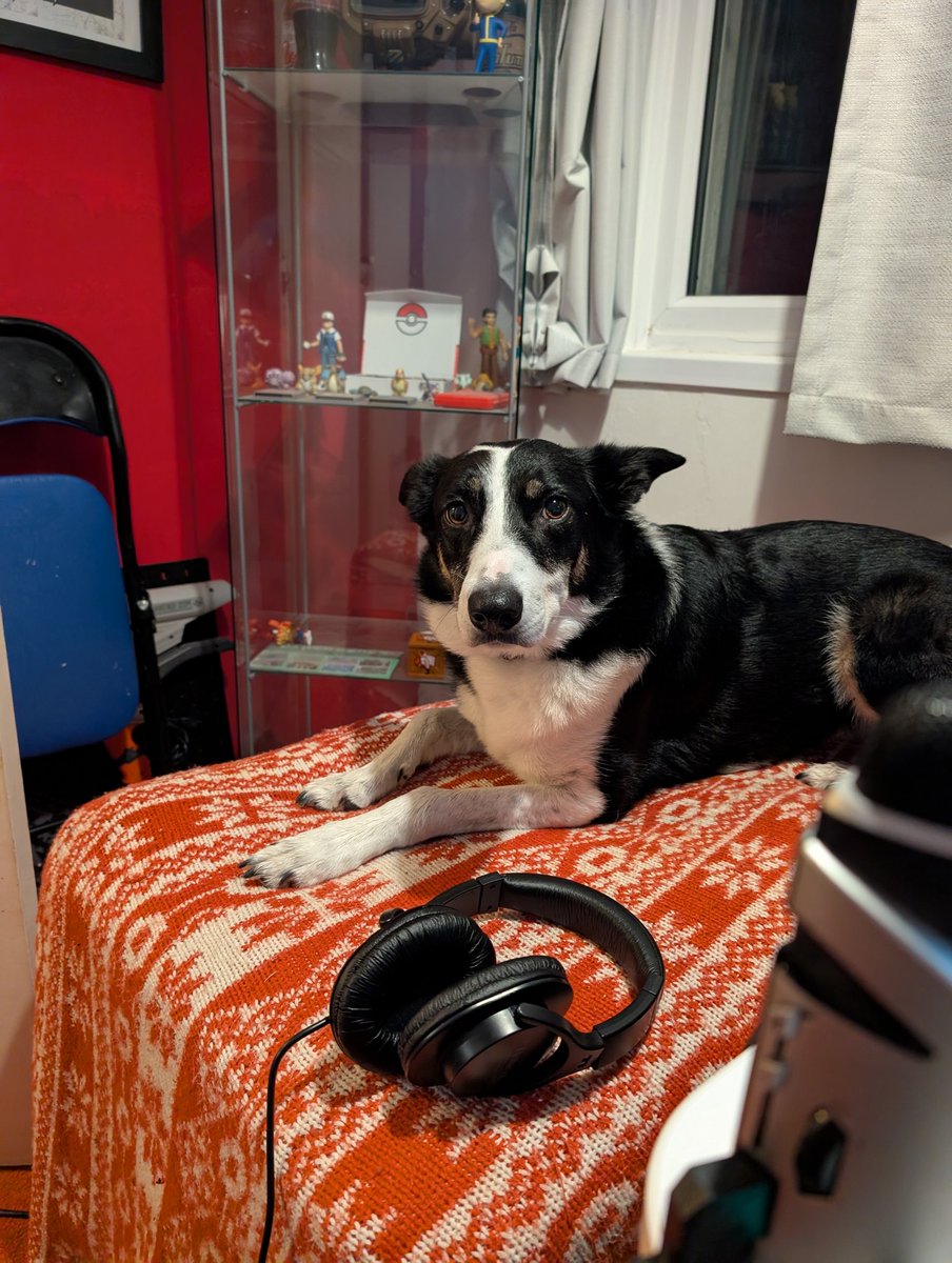 Another morning doing one of the hardest jobs in local radio, covering Mandy on travel (she makes it look easy). Ripley has decided to join me and has pinched my spare headphones.