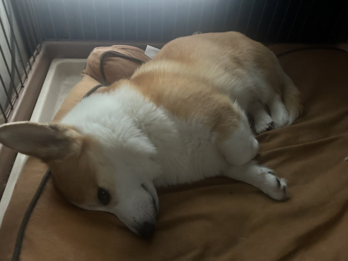 桃たろー🍑小平コギ tweet media