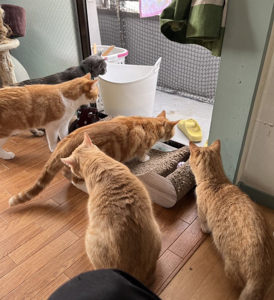 龍脈の精髄 クラスター 魂を浄化しご縁を結ぶ 売上一部保護猫活動に使用 公式】NPO法人にゃいるどはーと (@NPO48681819) / X