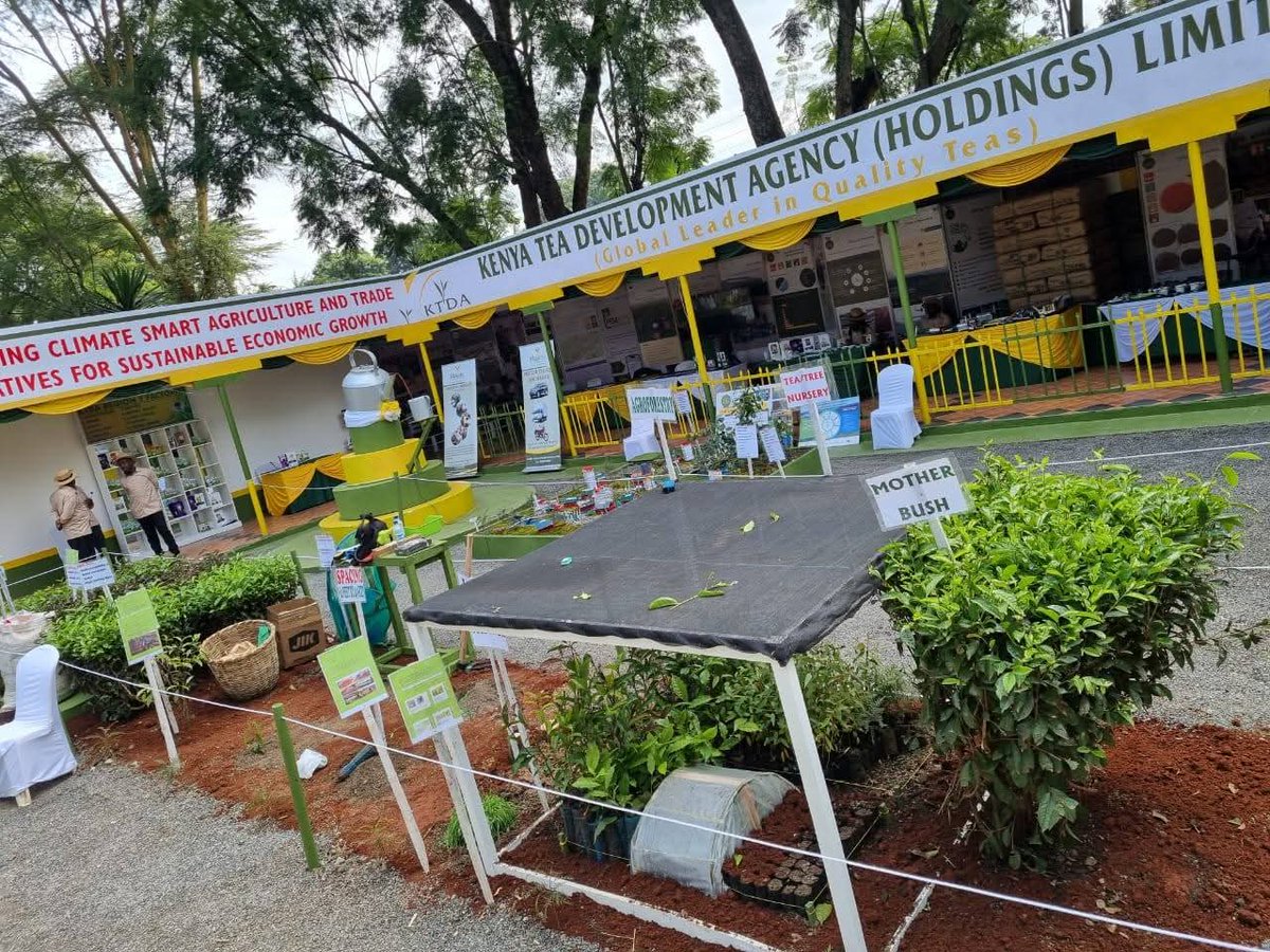 MianoJN's tweet photo. KTDA’s innovation strategy revolves around one key principle — TEA FARMERS FIRST. By adopting modern processing technology and targeting new markets, farmers are seeing tangible growth in returns. #KTDAmakingProgress https://t.co/9OIDJ7Car8