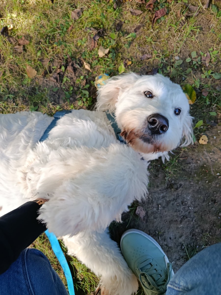 BellatheBounty1's tweet image. We just wanted to let you guys know how much we love #dogtwitter. It&apos;s the best place on so called social media stuff! Thanks for being kind and loving! 
#boopmynose