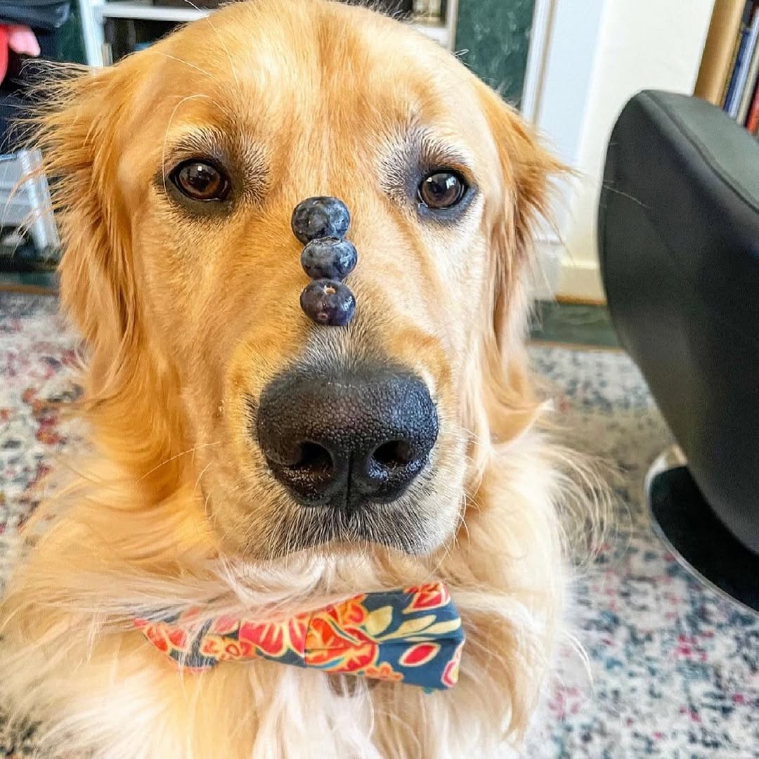 @thewoolbearreport   ブルーベリーはダブル便利！🫐トレーニングにもごほうびにもぴったり。
#USブルーベリー は #ペット にも安心で、家族みんなで楽しめます🏠