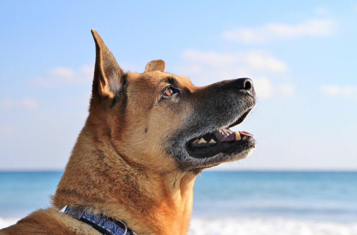 kainehenalu's tweet photo. 犬と暮らすって、最愛の存在を人生の途中で喪うことになるのだけど、それが痛いくらいわかっていても、犬と暮らし、愛することを止められないくらい、犬は素晴らしいんだよなぁ。 https://t.co/11tBeeJr78