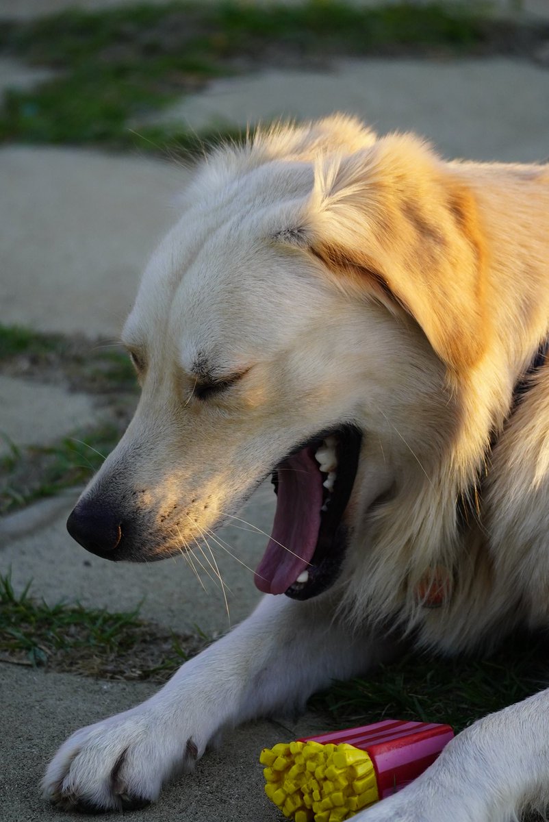 AJobaLCHDip's tweet image. Morning! Wake up with Pono. #sunrise #dogsoftwitter #dogsofx
#love #peace