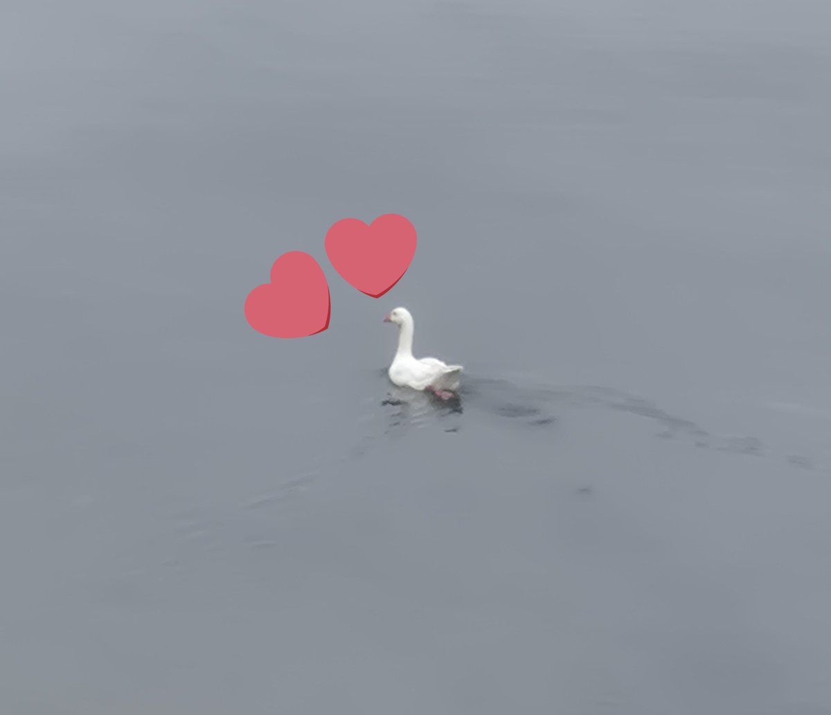 みなさまおはしゅりちゃん！🦐🌟

実は！！昨日から韓国旅行に来てるます！！✨
初海外ド緊張だったけど、現地の方優しくて嬉しい😭✨

今日は美味しいものいっぱい食べるから、またお話聞いてねー！🫶🏻︎💕︎︎

これはさっき見かけた鳥ちゃん🕊️💓
#おはようVtuber