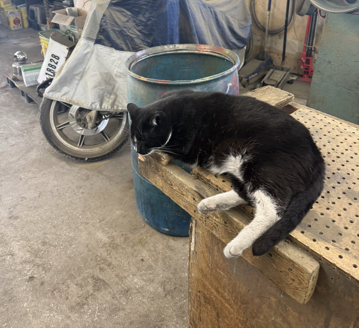 JohnDeters's tweet photo. Hello world Max is a crazy cat can make himself comfortable anywhere🤪 Travel on take care😎 https://t.co/AVnGz8Q1sp
