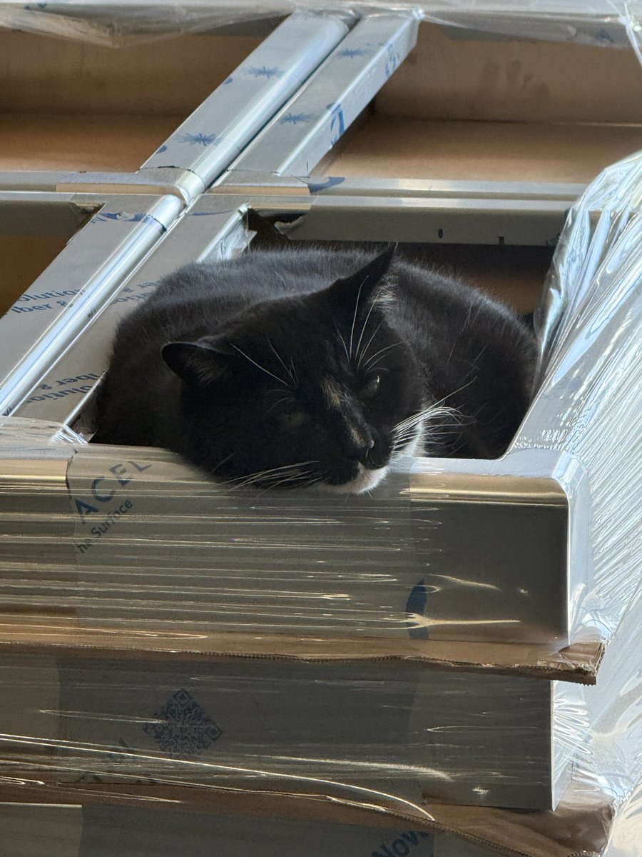 JohnDeters's tweet photo. Hello world Max is a crazy cat can make himself comfortable anywhere🤪 Travel on take care😎 https://t.co/AVnGz8Q1sp