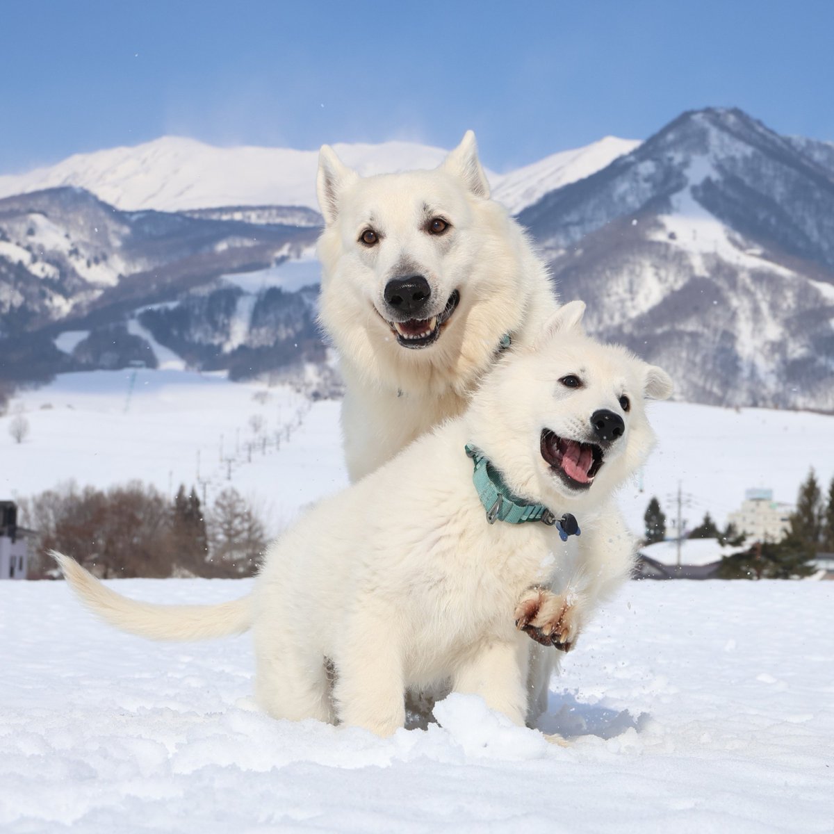 kainehenalu's tweet photo. 犬と暮らすって、最愛の存在を人生の途中で喪うことになるのだけど、それが痛いくらいわかっていても、犬と暮らし、愛することを止められないくらい、犬は素晴らしいんだよなぁ。 https://t.co/11tBeeJr78