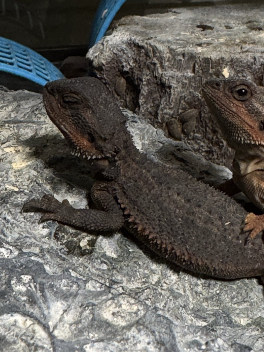 cres_crezy710's tweet image. チビビ
元気に成長中。
#ダークレッド
#RM100
#suke
#フトアゴ