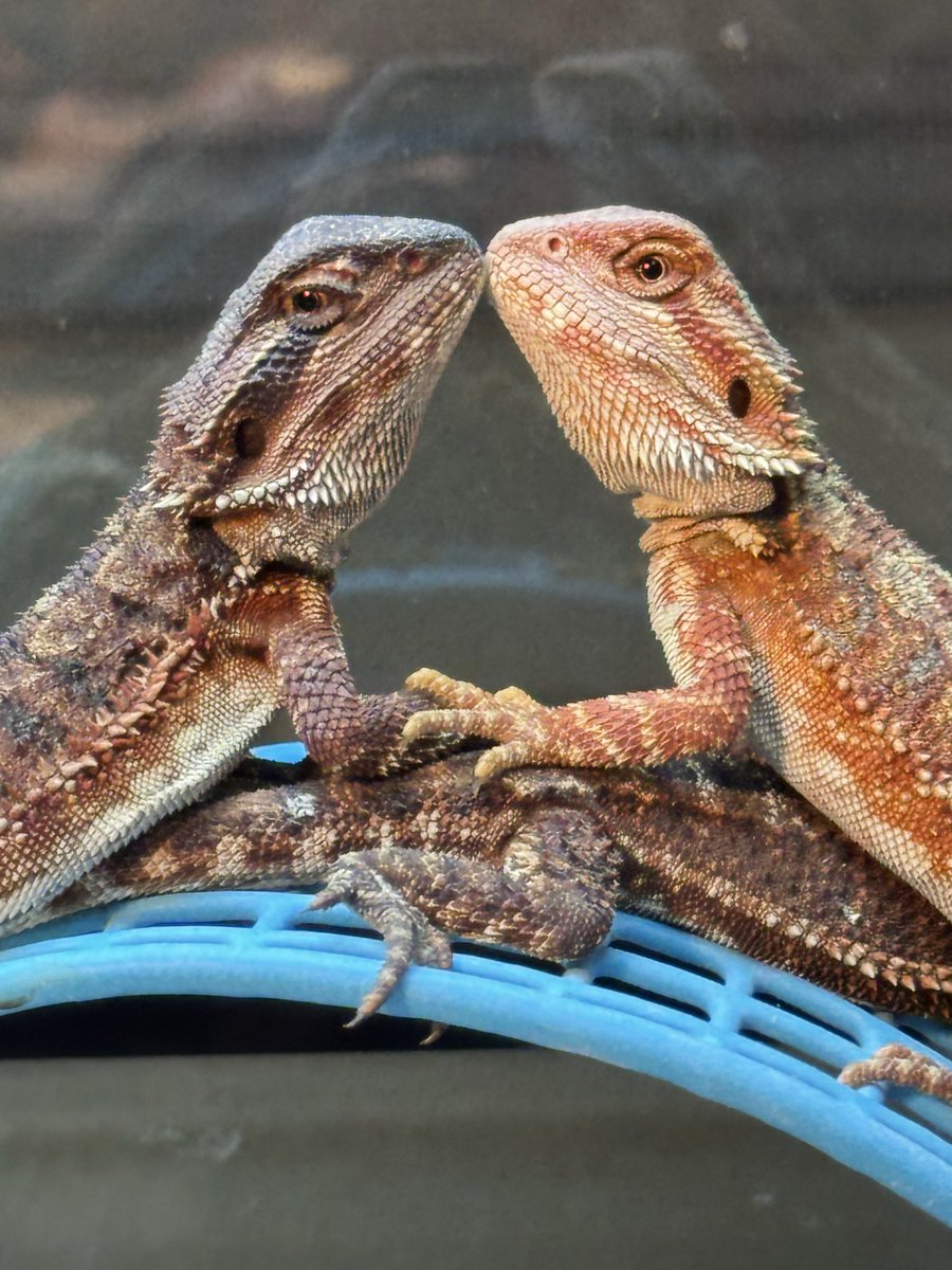 cres_crezy710's tweet image. チビビ
元気に成長中。
#ダークレッド
#RM100
#suke
#フトアゴ