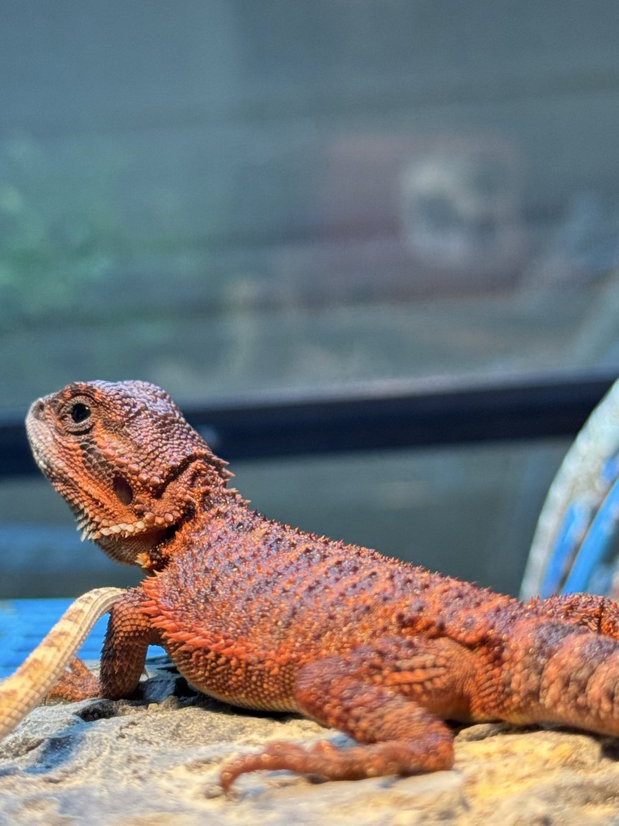 cres_crezy710's tweet image. チビビ
元気に成長中。
#ダークレッド
#RM100
#suke
#フトアゴ