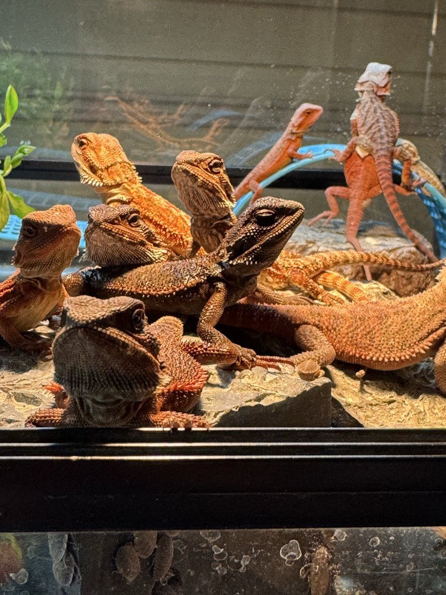 cres_crezy710's tweet image. チビビ
元気に成長中。
#ダークレッド
#RM100
#suke
#フトアゴ