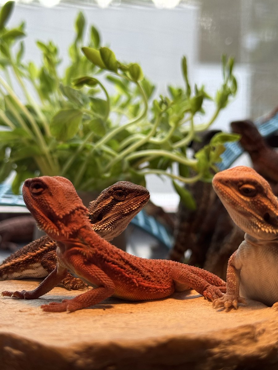 cres_crezy710's tweet image. #ダークレッド
#RM100
#自家繁殖
#suke