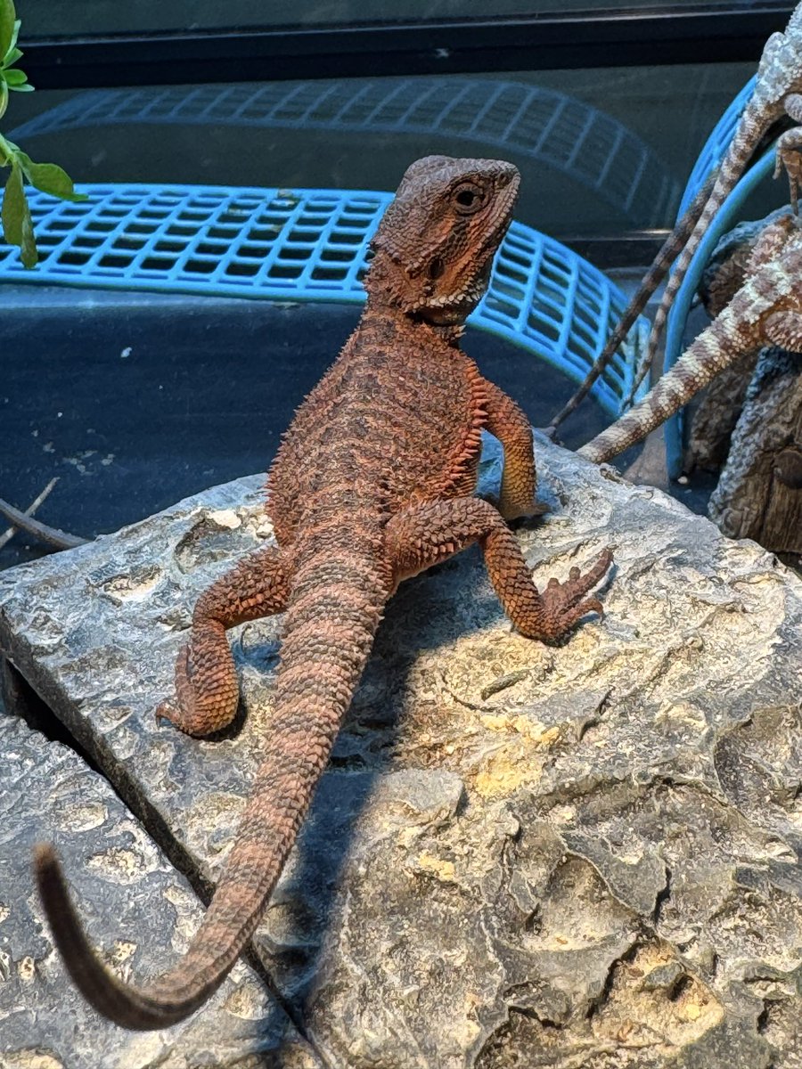 cres_crezy710's tweet image. #ダークレッド
#RM100
#自家繁殖
#suke