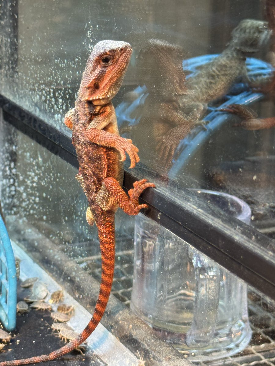 cres_crezy710's tweet image. #ダークレッド
#RM100
#自家繁殖
#suke