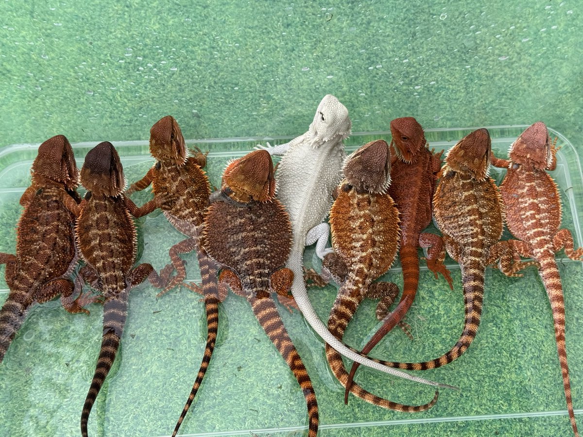 cres_crezy710's tweet image. #ダークレッド
#RM100
#自家繁殖
#suke