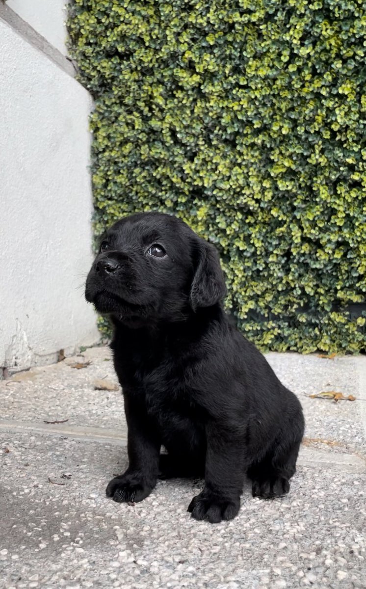 🩷 estrenando amor