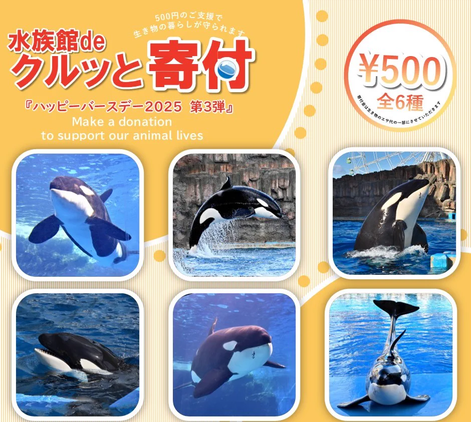 名古屋港水族館 ガチャde寄付 バースデー 缶バッジ シャチ リン アース 名古屋港水族館 on X: 