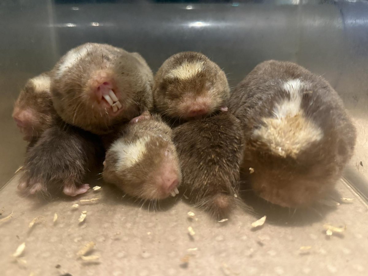 埼玉県こども動物自然公園【公式】🐨 tweet media