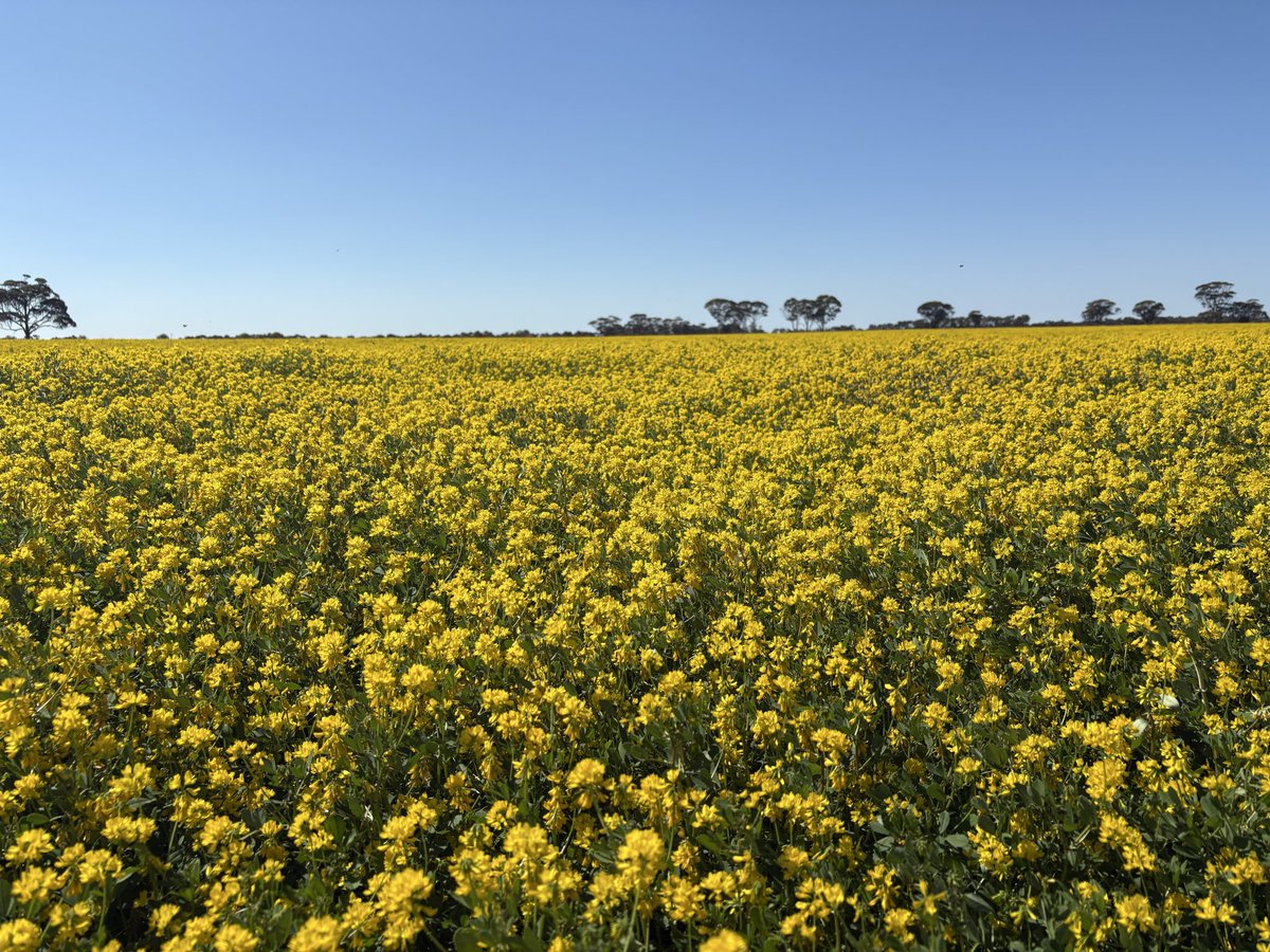 Clint Butler tweet media