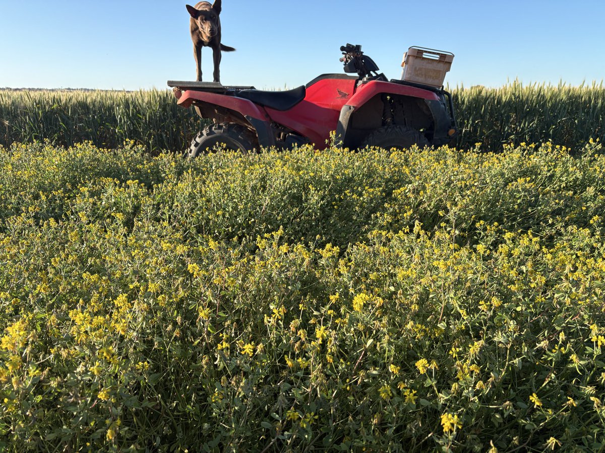 Carn2ac Trigonella loving the sunny days!!!