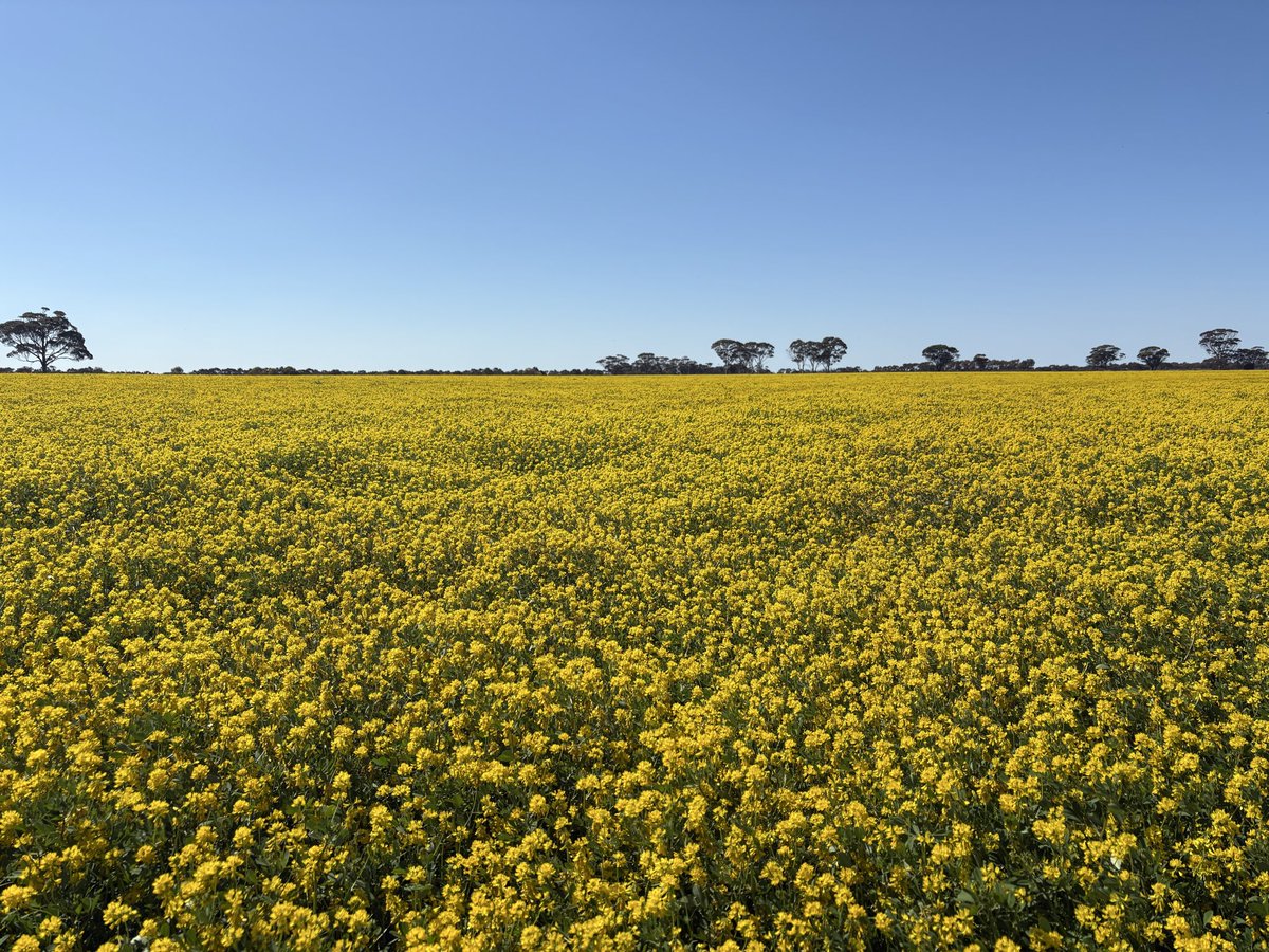 Clint Butler tweet media