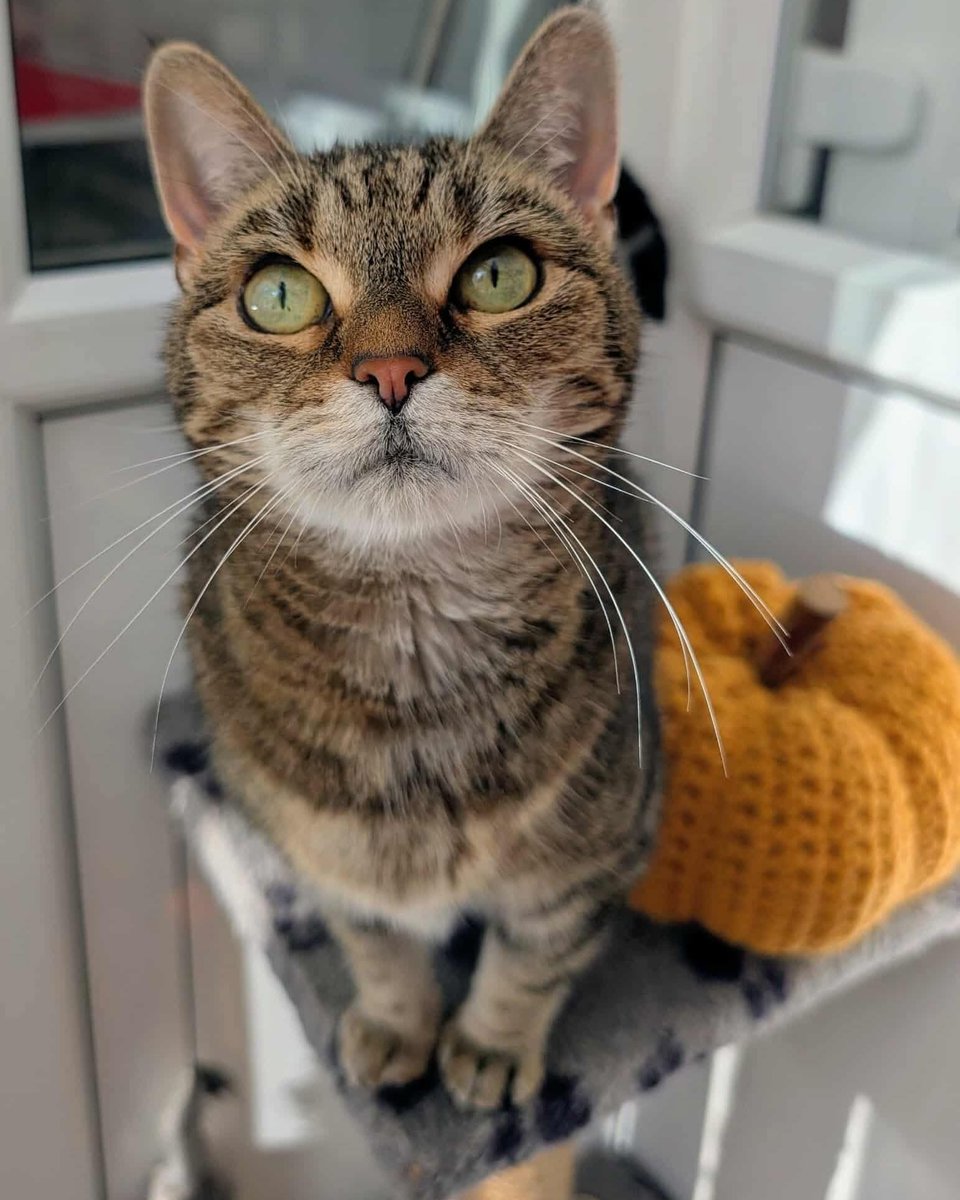 Coventry Cat Group tweet media