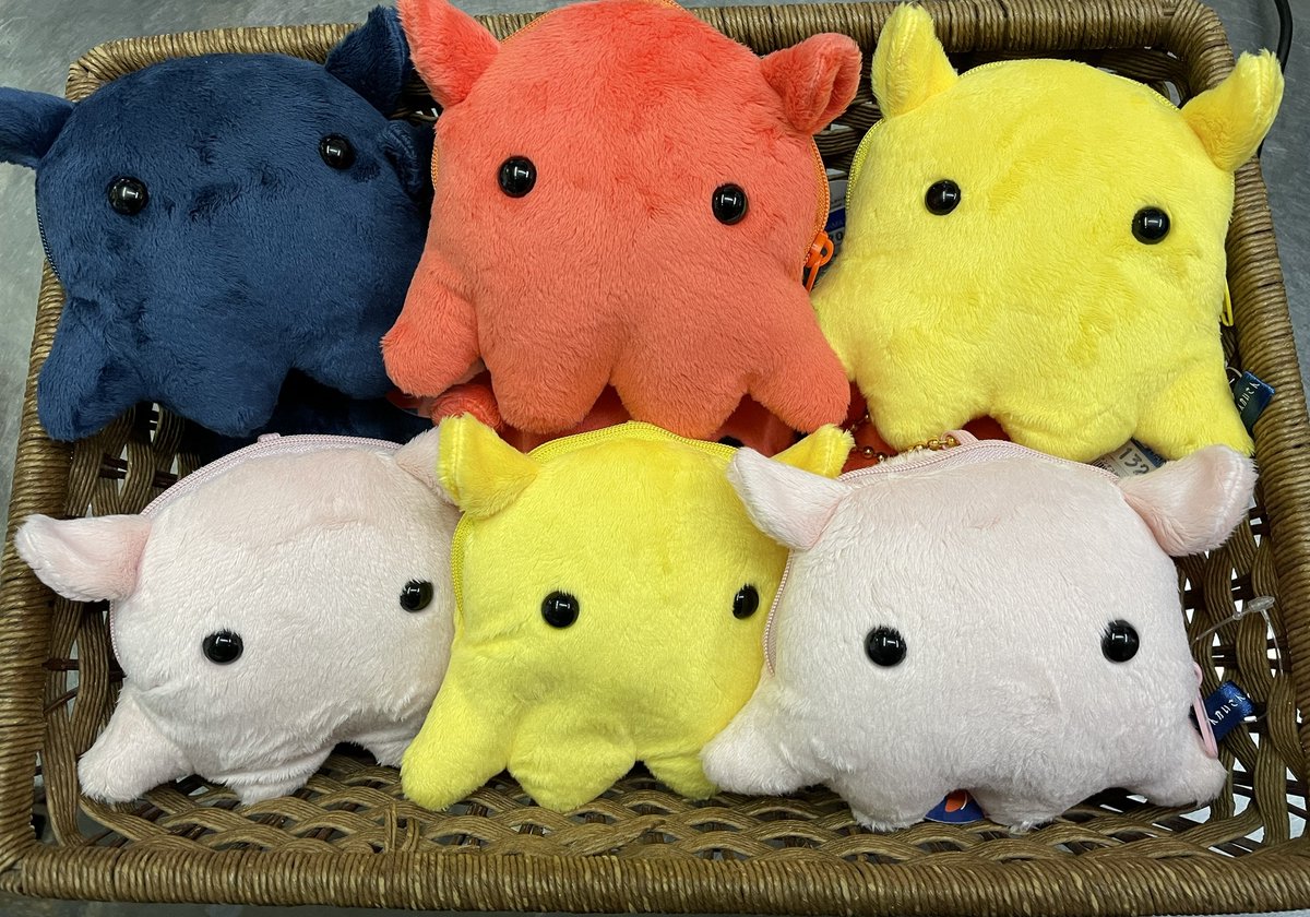 桂浜水族館公式】ハマスイショップ (@hamasui_shop) / Posts / X