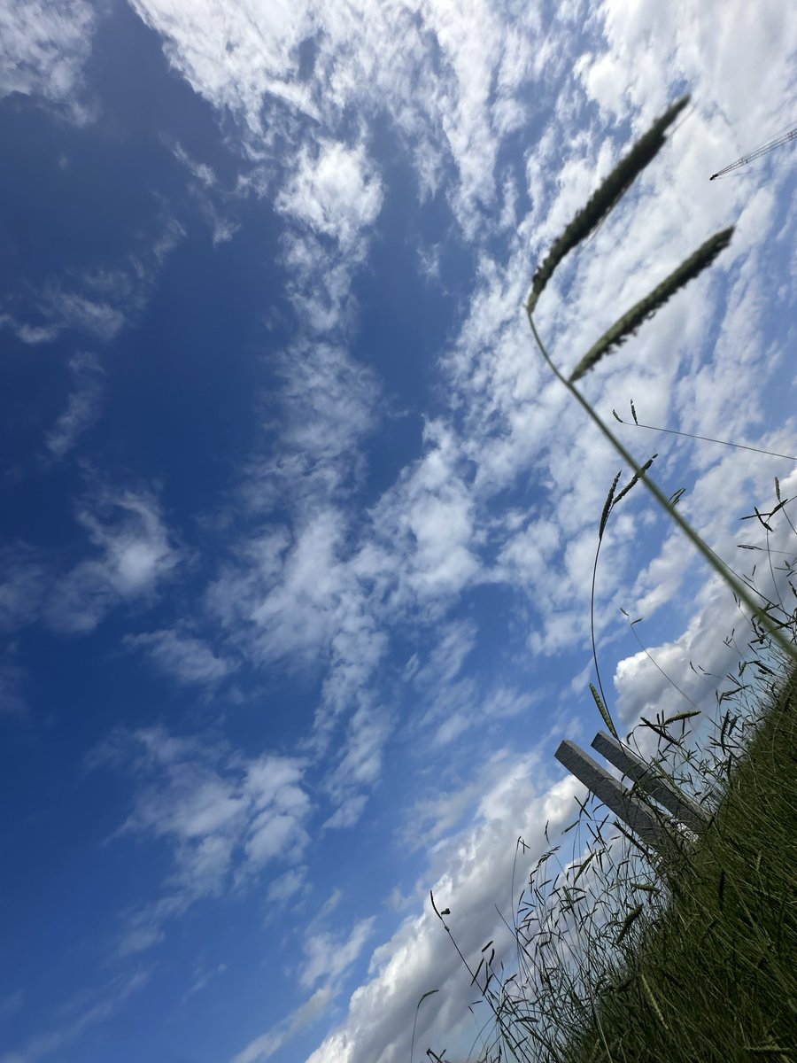 原っぱで風を浴びてて、太陽が雲から抜けた瞬間一気に気温があがり血がめぐりだすあの感じ、ライブの中にもある。
具体的な因果もなく雲にはいり、雨を降らせ、そして不意に晴れる。理由を探さず、風が吹くのを待てたらいい。焦らずに。