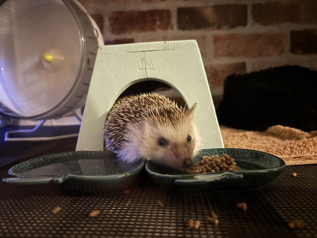 GoemonRR's tweet photo. 先日うにちゃんが天国へ旅立ちました🦔𓂃 ⸒⸒ ⸒⸒
5年と8ヶ月も長生きしてくれました。旅立つ前日までなんの病気にもならずに健康でいてくれてありがとう。
食べるのが大好きだったうにちゃん、天国でも沢山食べて元気でねꉂ🦔 https://t.co/FwgWw25iaA