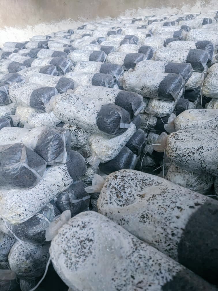 Did you know? 🌱 Our mushrooms farming is start from simple, natural substrates like sawdust, cotton husks, rice husks, corn residue,... that’s how we grow fresh, healthy mushrooms for you! 🍄💚 #OrganicFarming #MushroomGrowers