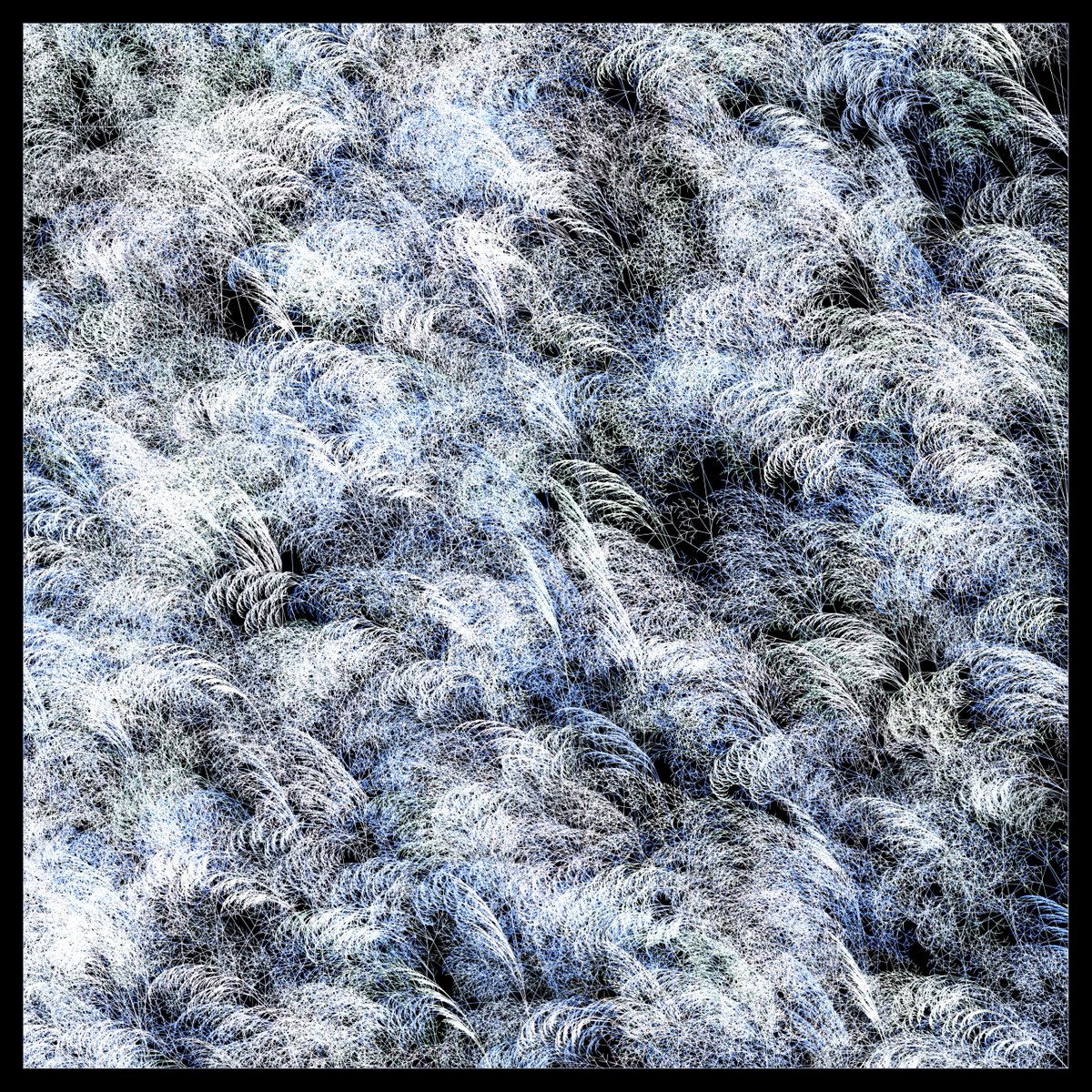 grodarh's tweet photo. The fractal nature of nature 🌿 #genart https://t.co/BUWXGA0rZf