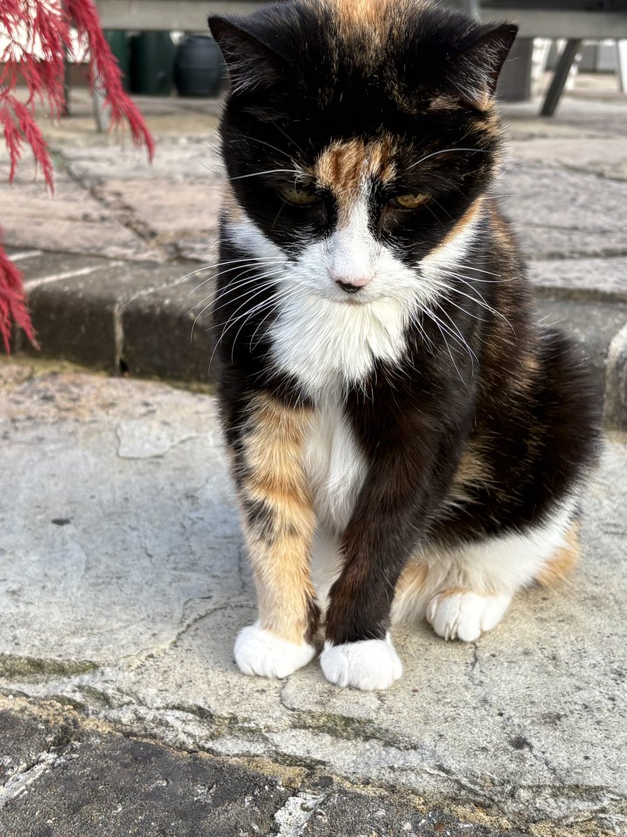 Tia says good morning to her cat friends