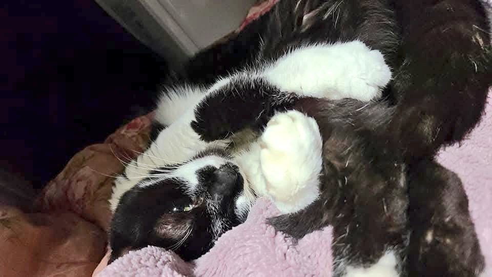 皆さま、こんにちは(*ˊᵕˋ*)
画像の猫さんは我が家にいた草加市生まれ足立区育ちのお父さん猫です。
めっちゃ甘えてます！
マイペースで健康でした。２０年共に生活し3猫の父でした。
私はこの子が居なくなったんで関西旅に出れるようになりました。
あぁ～、でも猫と暮らしたいな~~~😊