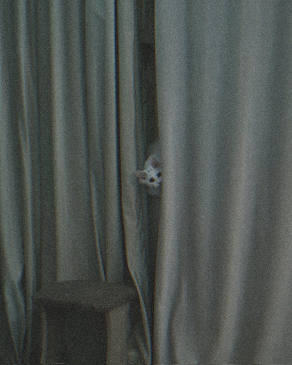 seredkina_art's tweet photo. "The cat's eye"
1/1
▪︎ 5 tezos
L🔗👇🫶
#photographylovers #TezosNFTs #NFTcat https://t.co/O7DsYKIVuC