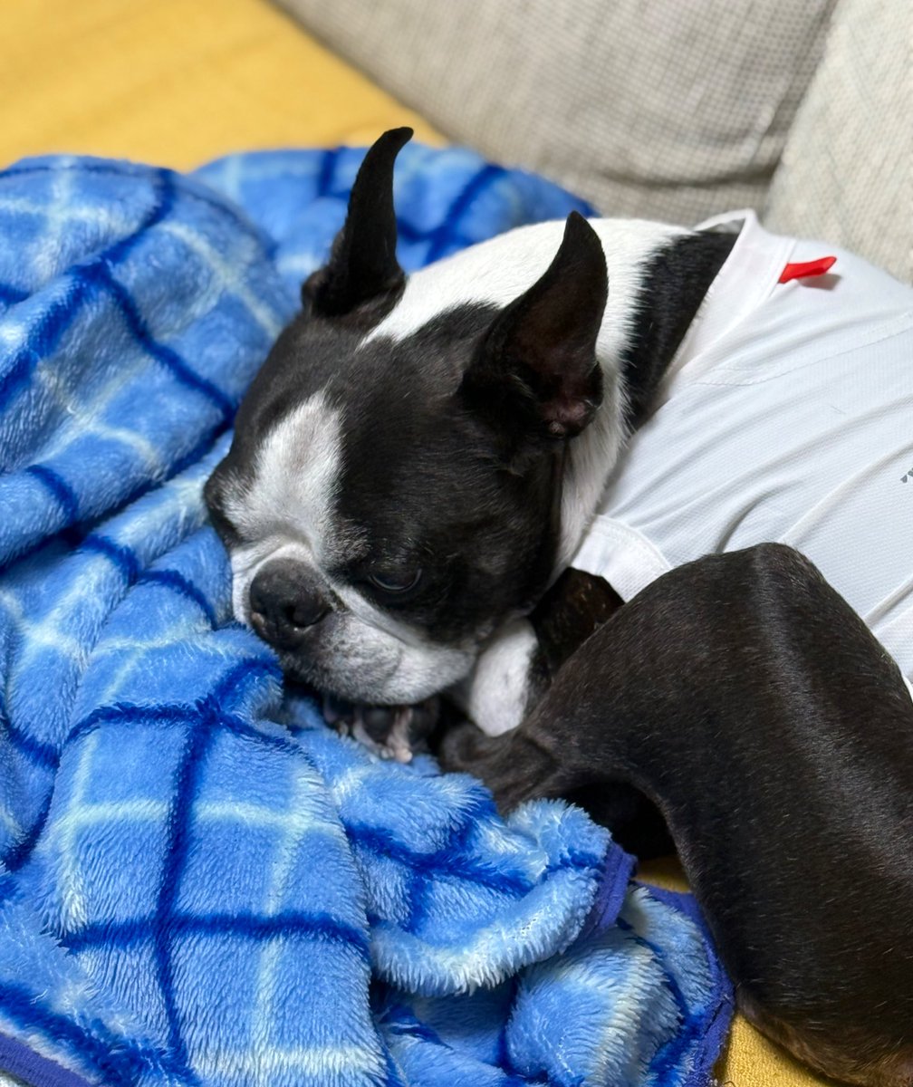 楽しくて遊び疲れた💤

#ボストンテリア