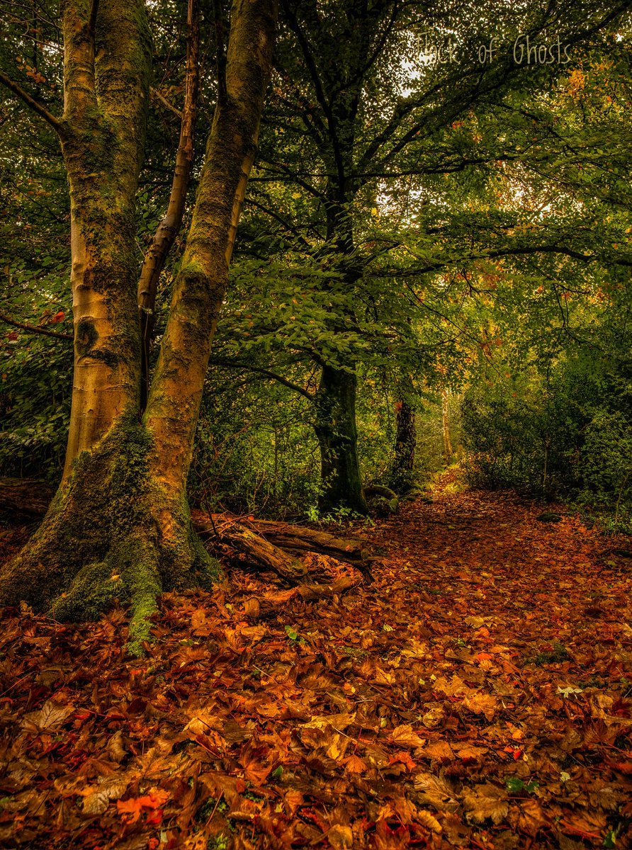 FlockofGhosts's tweet image. Leaf Litter

The only kind of littering that brings a smile. As the leaves fall the forest floor is bedecked with a magical carpet of rich colours. Eventually the leaves become a banquet, nourishing the trees 😇