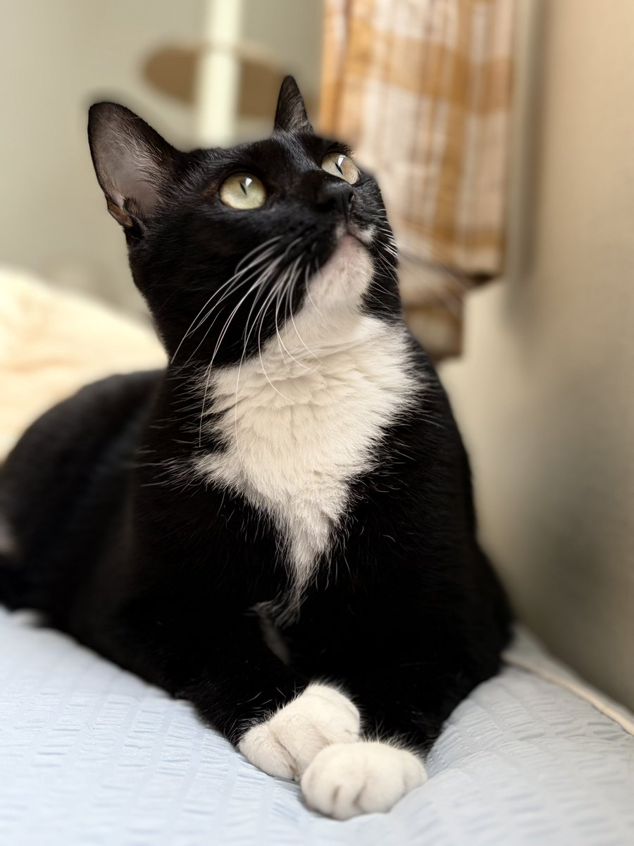 모아는 얼짱이라서 사진찍을때 표정관리 안해도 돼요 (포인트: 솜뭉치앞발)