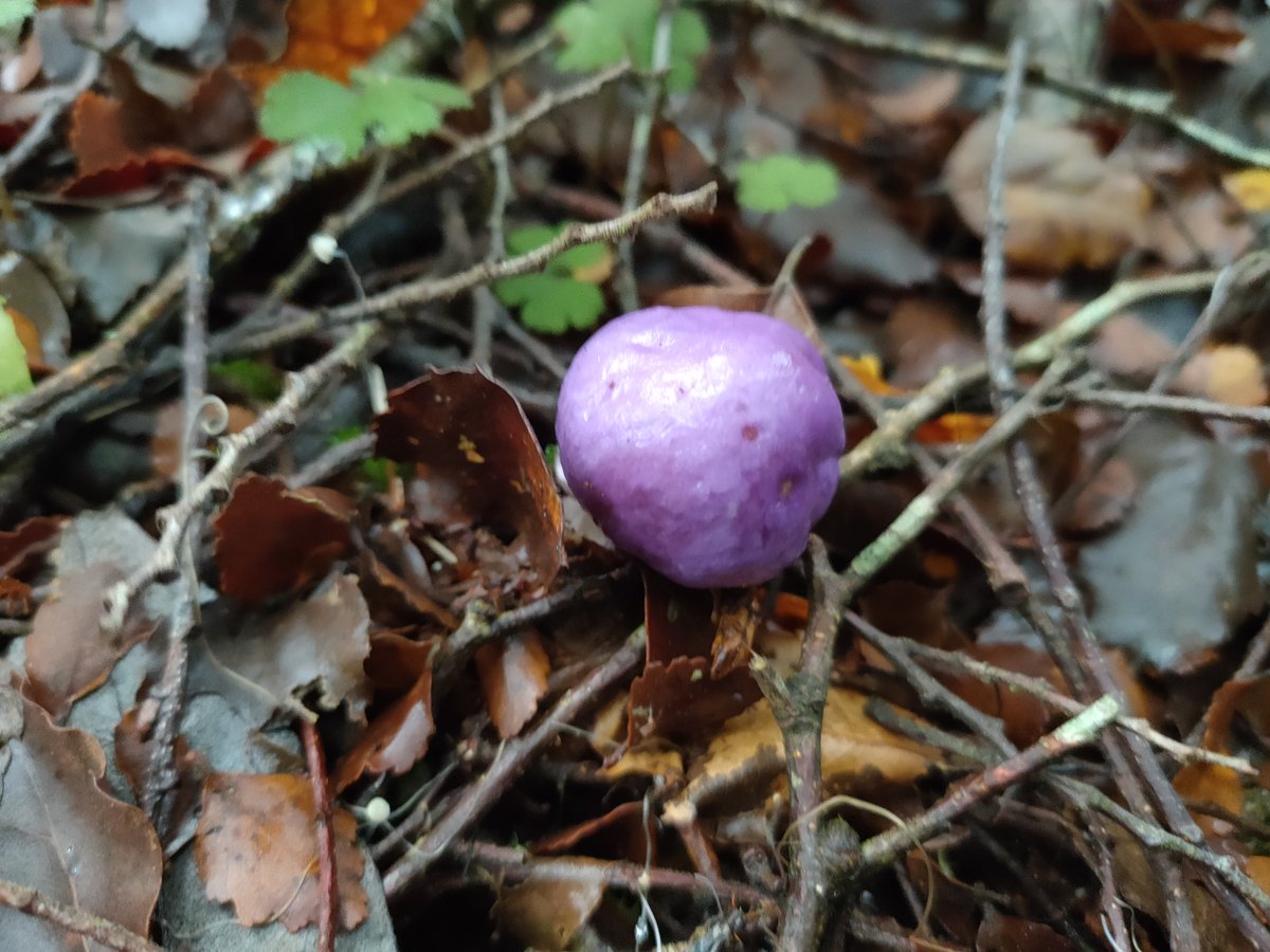 Found a Cortinarius porphyroideus - purple pouch fungus.  Unusual find as it's only ever been found in forests in the lower North Island.