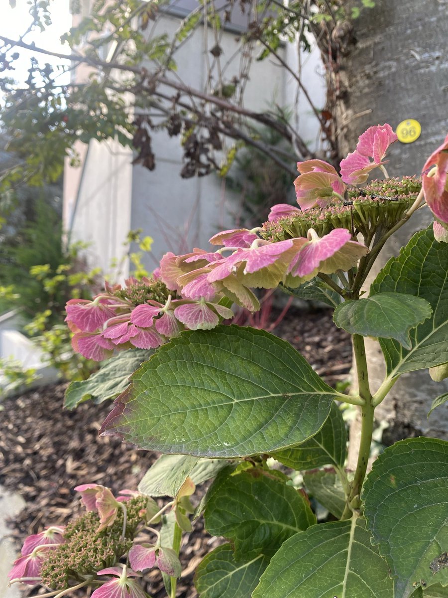 Sonia Zuccaro tweet media